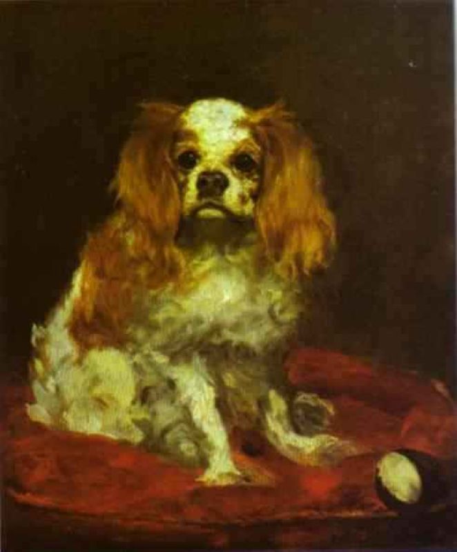 a king charles spaniel.jpg